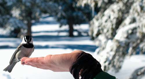 bird person holding white and black bird during daytime lake tahoe